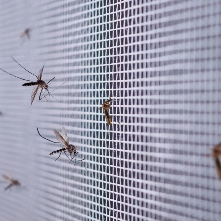 canicule chaleur astuces moustiquaires